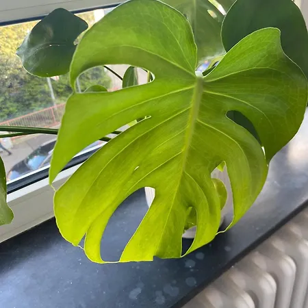 Ruhige Wohnung Im Kuenstlerviertel Naehe Hbf & Uni Appartement *