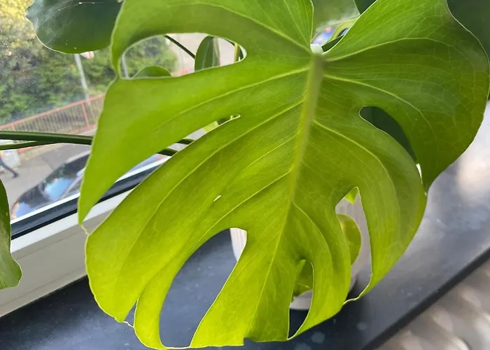 Ruhige Im Kuenstlerviertel Naehe Hbf & Uni Apartman *